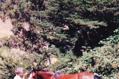 7 1not yet under saddle